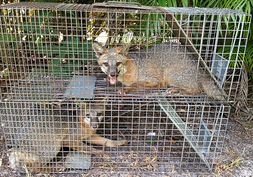 Fox Trapping