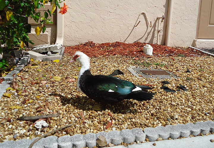 Sarasota FL Duck Removal